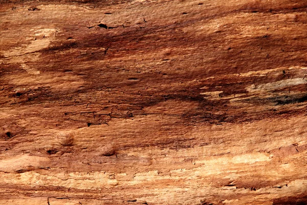Patrón de madera bajo corteza de roble — Foto de Stock