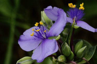 prairie spiderwort çiçek yan görünüm.