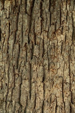 Maple bark study. clipart