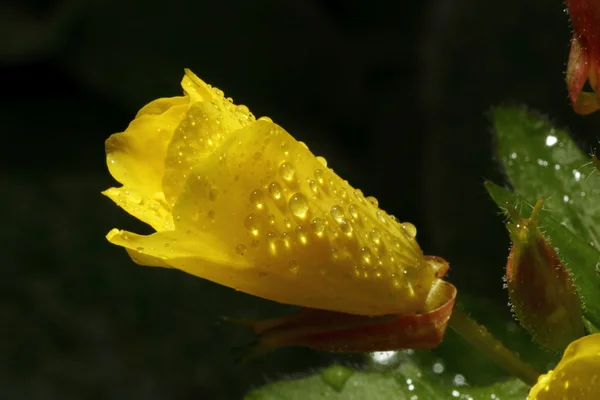 Yağmur damlaları ile akşam primrose bud