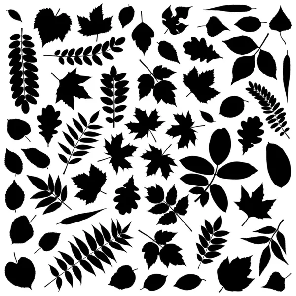 Collection of Leaf Silhouettes — Stock Vector