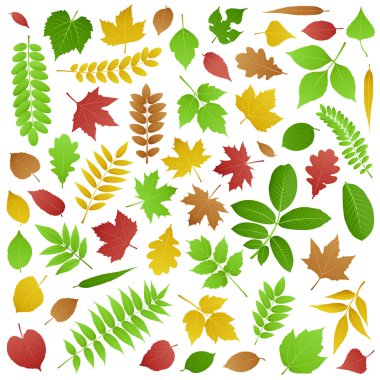 Collection of Green and Autumn Leaves clipart