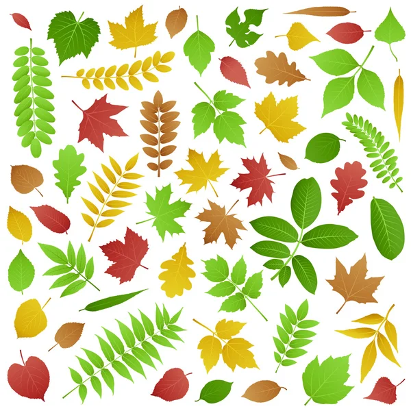 Collection of Green and Autumn Leaves — Stock Vector