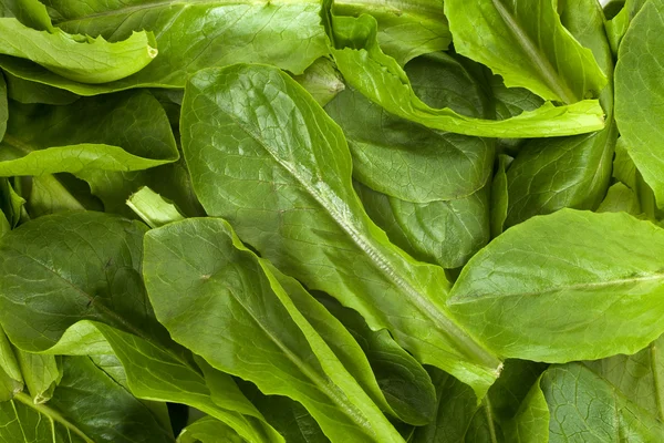 Ispanak salatası — Stok fotoğraf