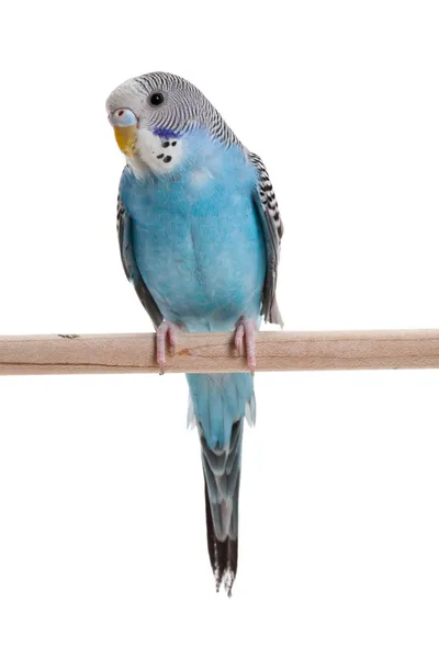 Periquito azul —  Fotos de Stock