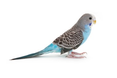 Blue budgie clipart