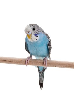 Mavi muhabbet kuşu