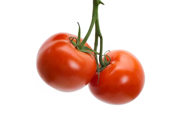 토마토 — 스톡 사진