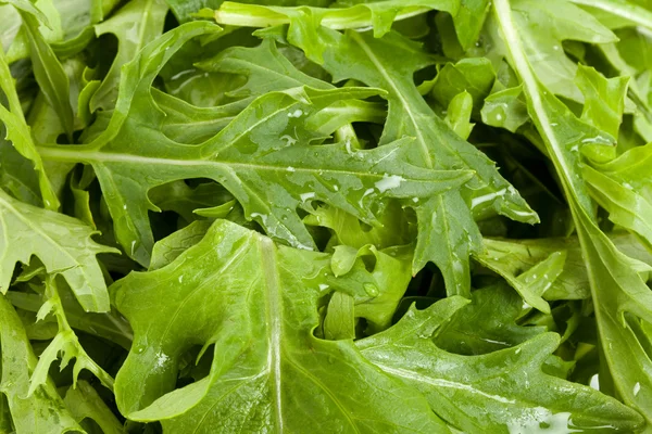 Salada Mizuna — Fotografia de Stock