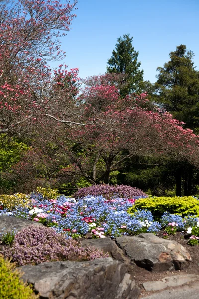 Kwiat ogród — Zdjęcie stockowe