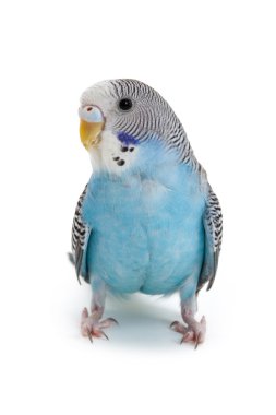 Blue budgie clipart