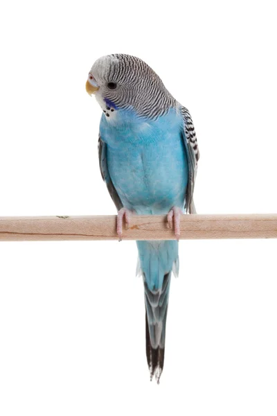 Periquito azul — Foto de Stock