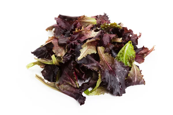 Краснолистный салат — стоковое фото