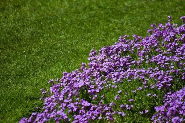 Pink flower and lawn — Stock Photo, Image