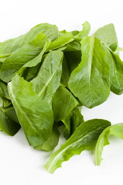 Salatspinat — Stockfoto