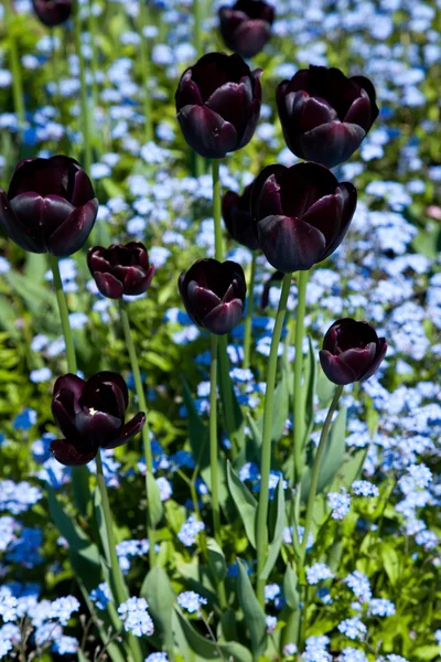 Black Tulip — Stock Photo, Image