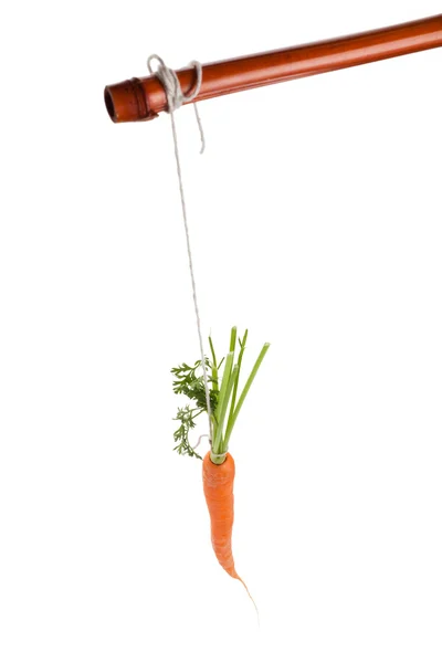 Lógó sárgarépa — Stock Fotó