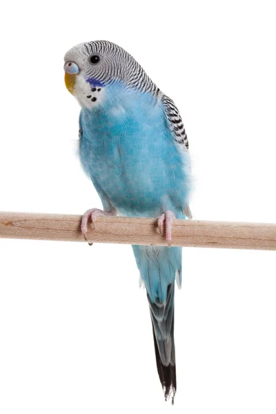 Periquito azul — Foto de Stock