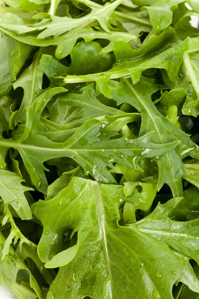 Salade mizuna — Stockfoto