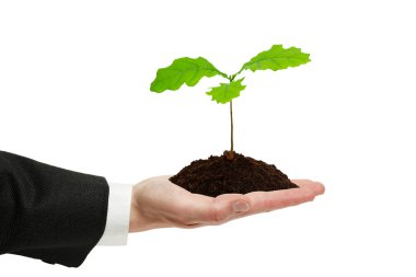Small sprout of oak in the businessman's hand. clipart