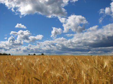 Buğday tarlası.