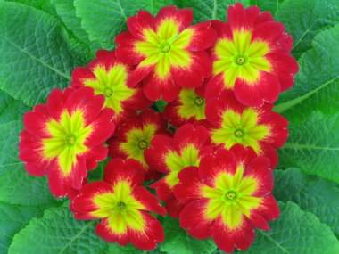 Primula. clipart