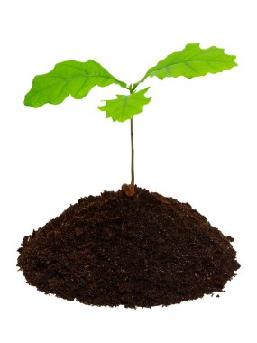 Sprout of oak. clipart