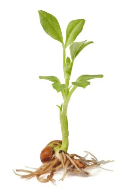 Sprout of bean. clipart