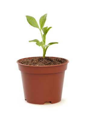Sprout in a pot. clipart