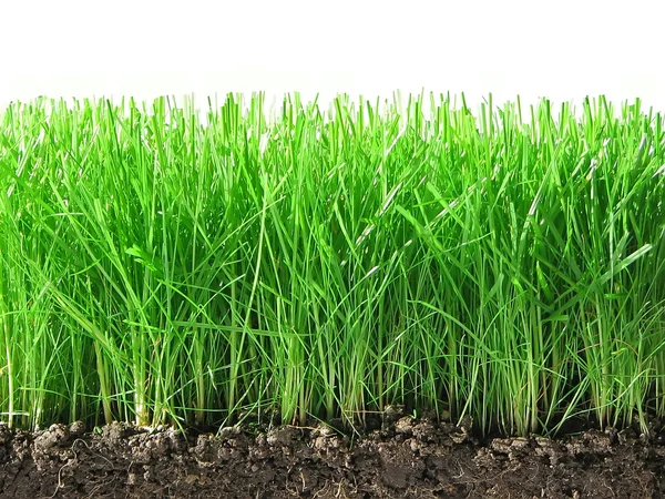 Зеленая трава. — стоковое фото