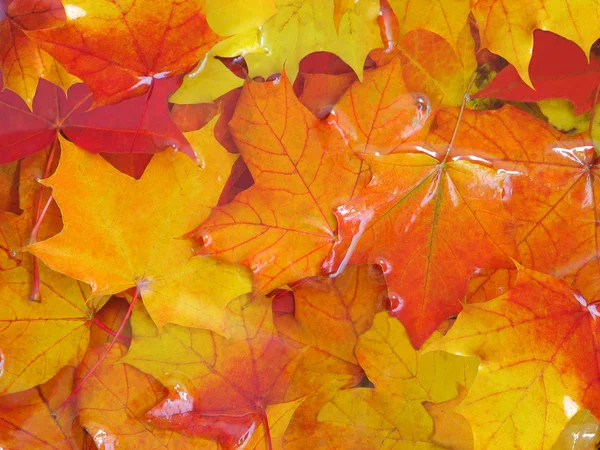 Hojas de arce de otoño. — Foto de Stock