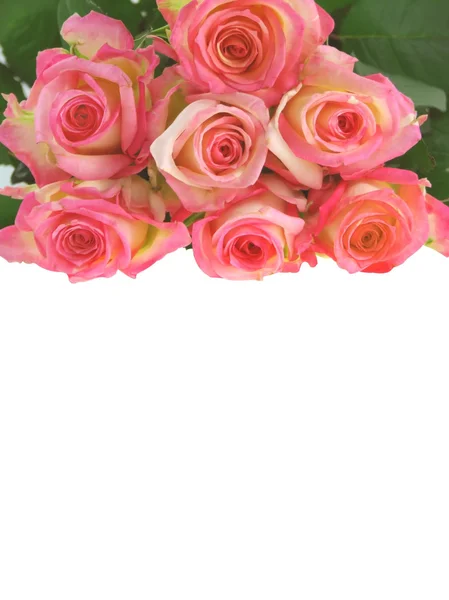 Bando de rosas. — Fotografia de Stock