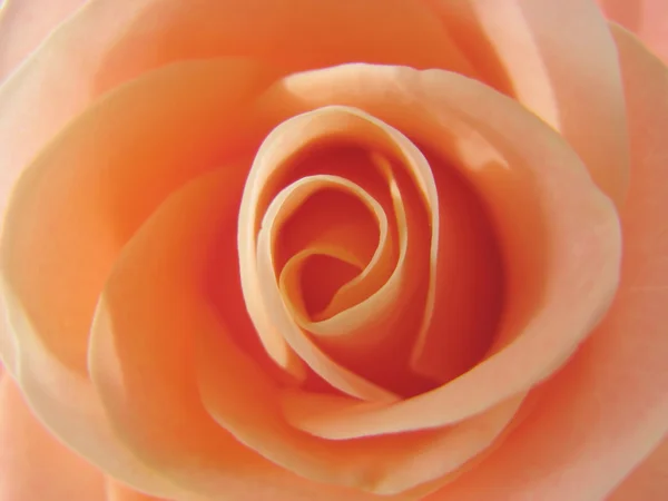 Розовая роза . — стоковое фото
