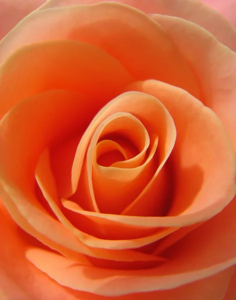 La rose rose . — Photo