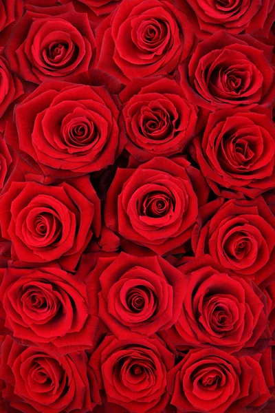 Červené růže. — Stock fotografie