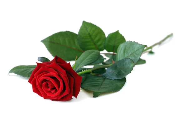 Eine Rose. — Stockfoto