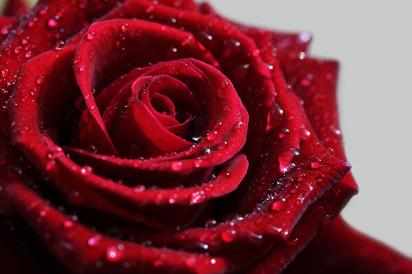 Close-up of red rose with dew drops.