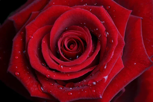 Μεγέθυνση του ανοιχτό τριαντάφυλλο. — Φωτογραφία Αρχείου