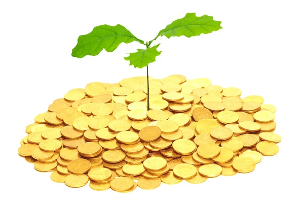 Oak sprout grown from money. — Stock Photo, Image