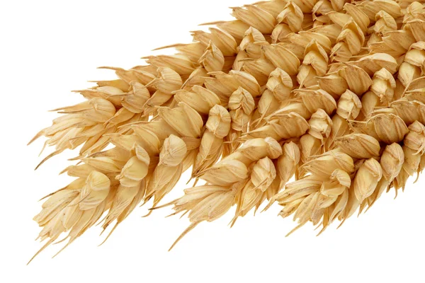 stock image Ears of wheat.