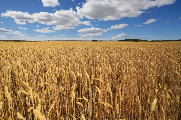 Pole zralá pšenice. — Stock fotografie