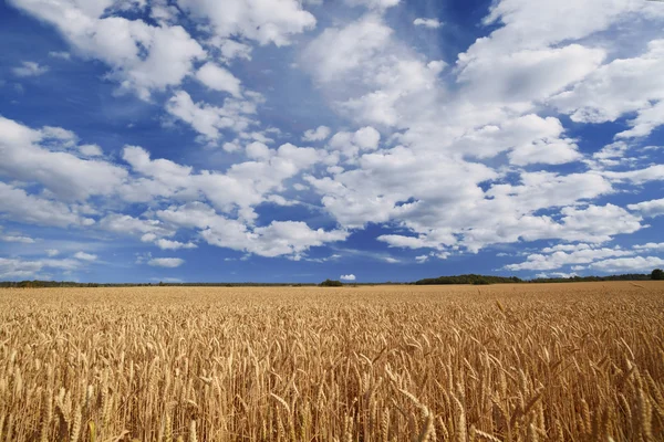 Field of ripe wheat. — Stock Photo, Image