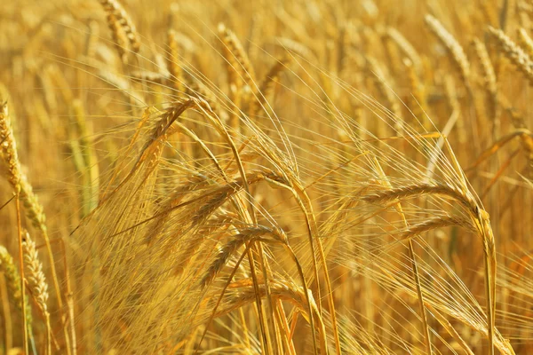 Ears of wheat — Stock Photo, Image