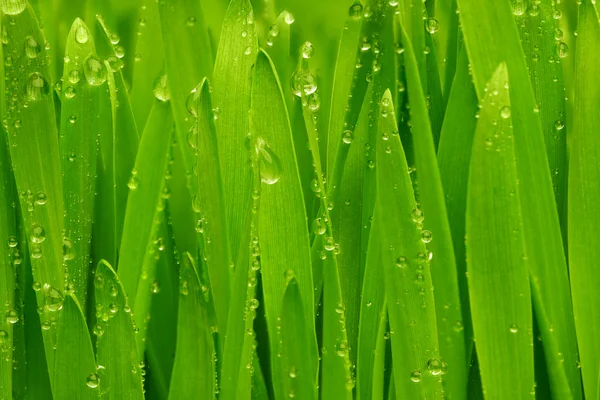 Groen gras met dauwdruppels. — Stockfoto