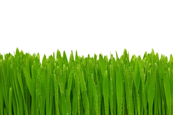 Grönt gräs med daggdroppar. — Stockfoto