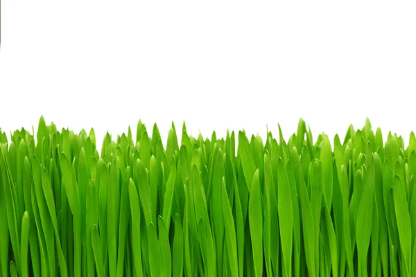 Green grass. — Stock Photo, Image