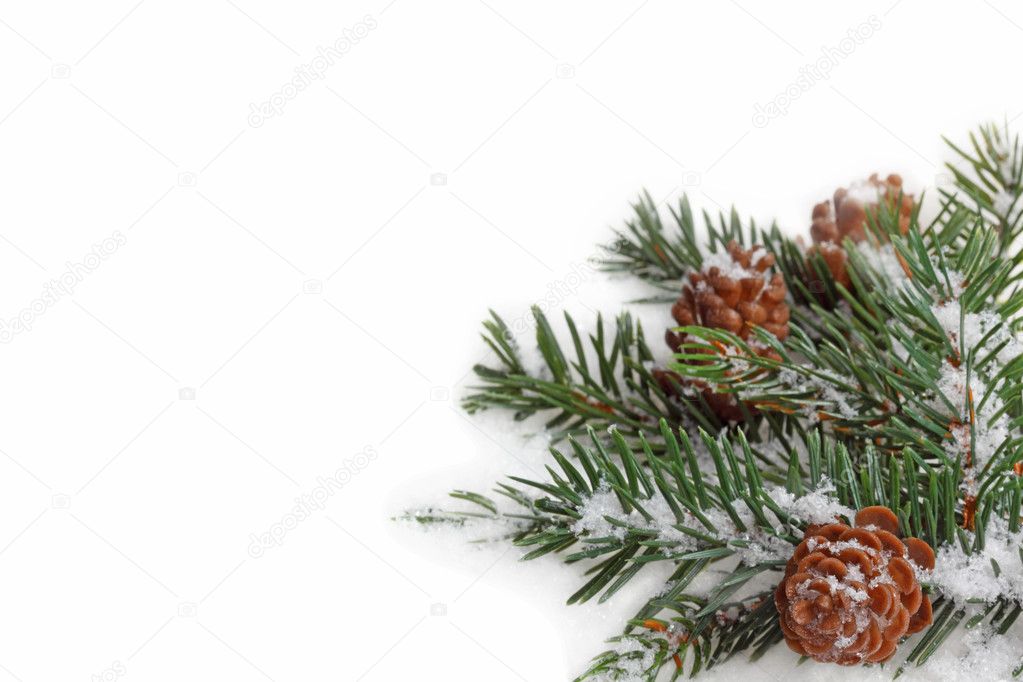 Branch of fir tree on white snow.