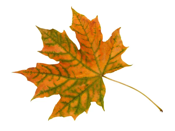 Φθινόπωρο φύλλα. — Φωτογραφία Αρχείου