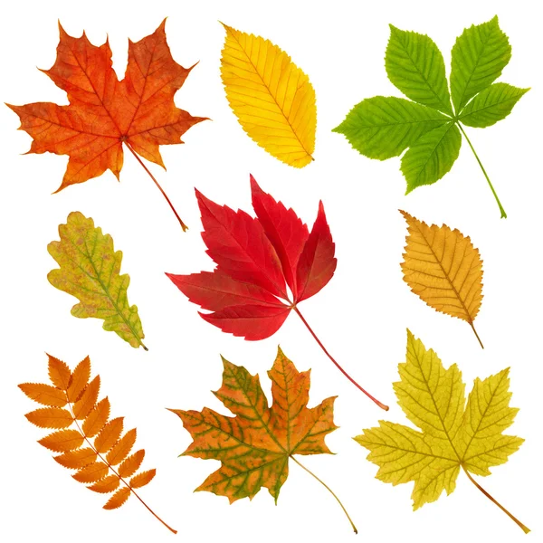 Kolekce podzimních listů. — Stock fotografie