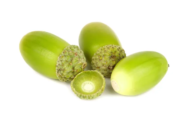 Green acorns. — Stock Photo, Image